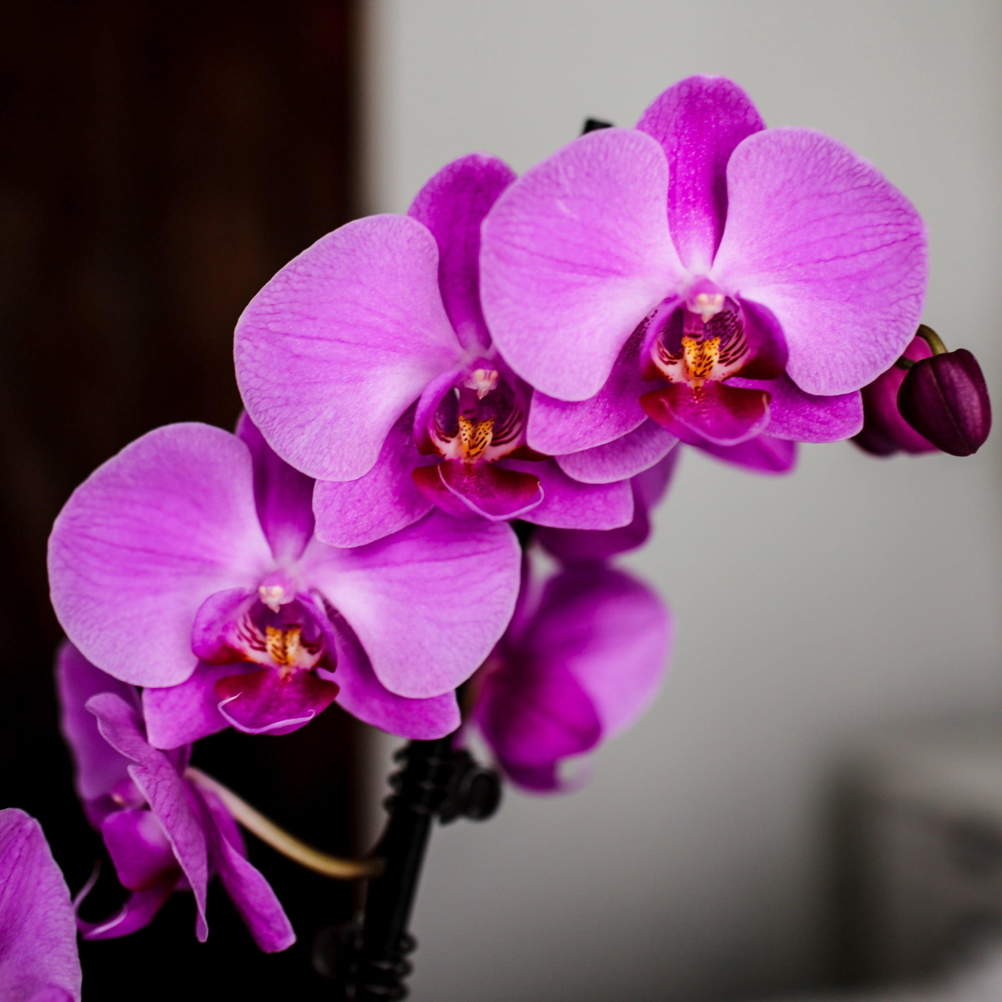 Just Add Ice 16-30" Pink Premium Orchid Live Plant in 5" Grey Ceramic Pot, House Plant