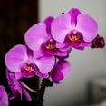 thumbnail image 6 of Just Add Ice 16-30" Pink Premium Orchid Live Plant in 5" Grey Ceramic Pot, House Plant, 6 of 6
