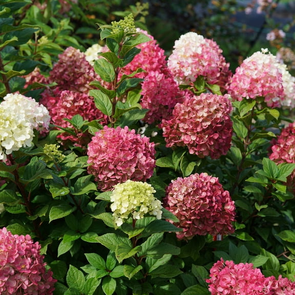 Proven Winners ColorChoice 5" White Little Lime Punch Panicle Hydrangea Live Plant in 4.5" Pot (4 Count)