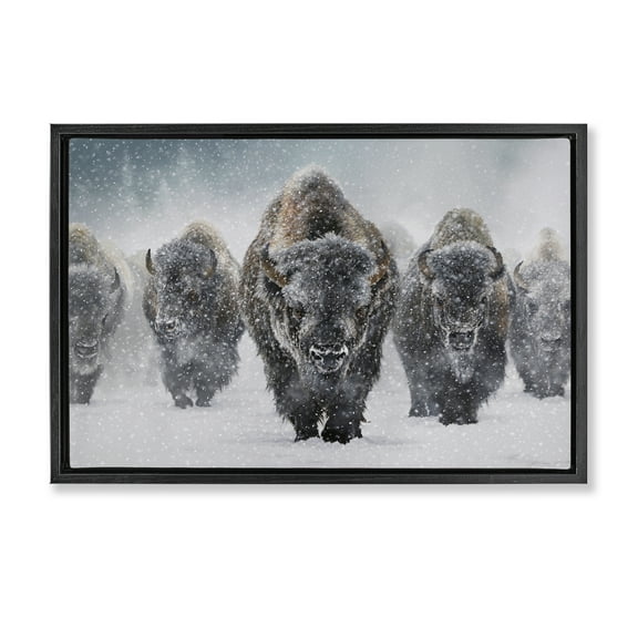 Stupell Industries Indomitable Bison in Snow Animals Photography Black Floater Framed Canvas Art Print Wall Art, 25 x 17