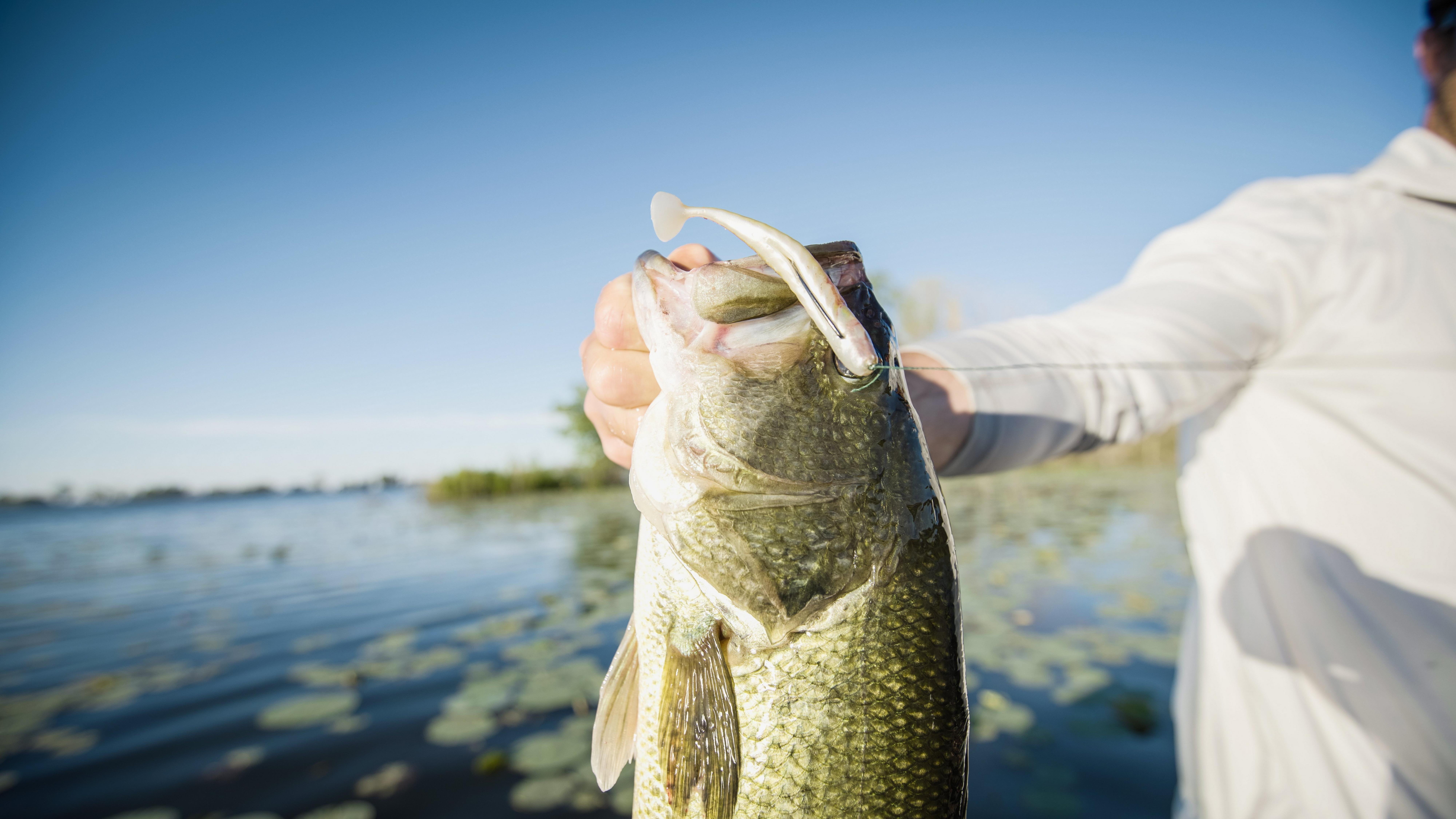 PowerBait® Grass Pig