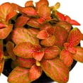 thumbnail image 4 of Red Fittonia Albivenis Nerve Plant, 4 inch, Silver Net Leaf, Mosaic Jewel Creeping Indoor Plant verschaffeltii, 4 of 7