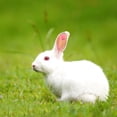 thumbnail image 3 of KAKOWELY rabbit ear tags 100pcs Rabbit Ear Tags With Number Identification For Animal Tracking And Farm Management Durable Livestock Marking Supplies0.69"X0.69"X0.53", 3 of 4
