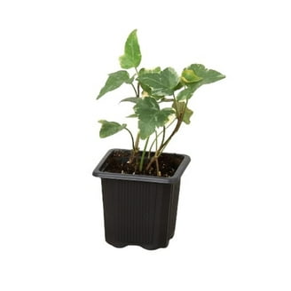 Dracaena 'Tornado', 6" Pot, Indoor Houseplant, Easy Care, Live Plant for  Indoor & Outdoor - Walmart.com