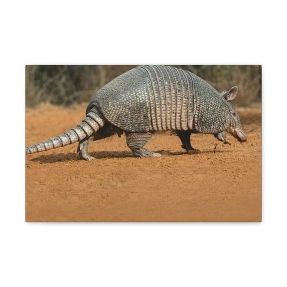 Armadillo Drinking Armadillo In Desert Wall Art Ready To Hang Unframed