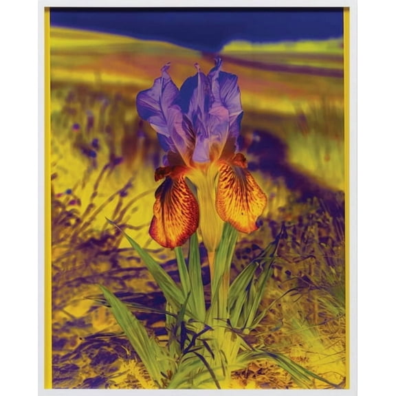 Lisa Oppenheim: The Eternal Substitute, (Hardcover)