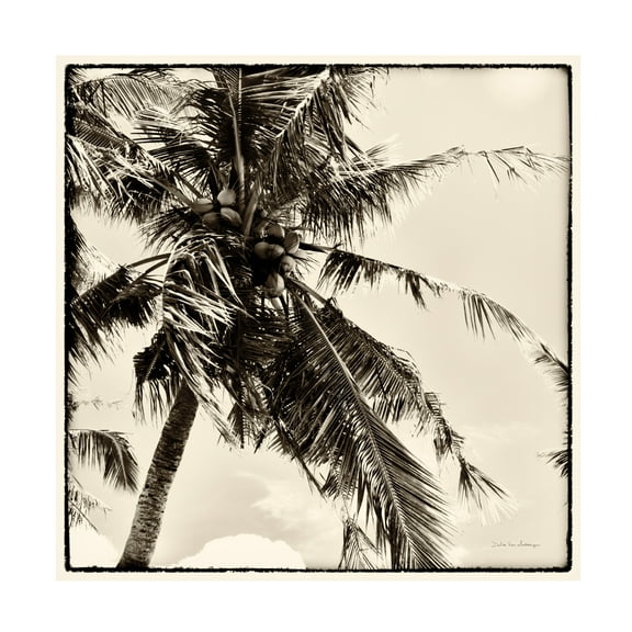 Debra Van Swearingen 'Palm Tree Sepia II' Canvas Art
