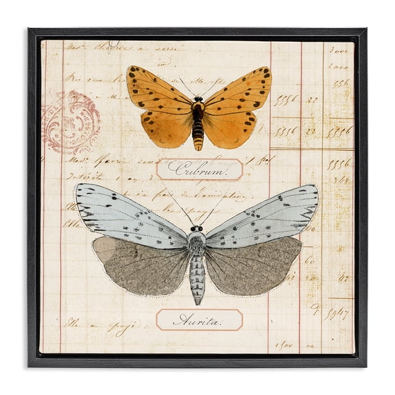 Stupell Industries Eclectic Vintage Butterfly Specimen Black Floating Frame Canvas Art, 18 x 18, by Susan Arnot