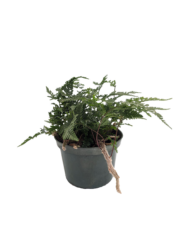 Rabbit's Foot Fern 6" Pot Easy to Grow!