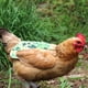 thumbnail image 5 of 2 prendas para gallinas (hoja de plátano), chaqueta protectora de plumas de aves de corral, protector de plumas laminado de doble capa, chaqueta estampada para gallinas, 5 of 5
