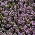 Eden Brothers Creeping Thyme MMF7 Seeds, NonGMO Seeds for Planting