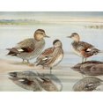 thumbnail image 2 of Louis Agassiz Fuertes 24x20 Gold Ornate Framed and Double Matted Museum Art Print Titled - Gadwall, Coues's Gadwall (1922-1926), 2 of 4
