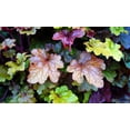 thumbnail image 5 of Seedville 1200 Coral Bells Heuchera Flower Seeds, Mixed Colors Shade or Sun, 5 of 11