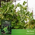 thumbnail image 4 of 2 packs Sugar Ann Dwarf Pea Seed for Planting - Sweet Snap Peas - Non-GMO Heirloom Annual Full Sun, 4 of 6