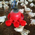 thumbnail image 5 of Bebedero AutomáTico para de Corral, 20 Piezas, Tazas de Agua para Pollos, MáQuina para Beber Patos, para Beber Colgantes, Dispensador de Agua, 5 of 5