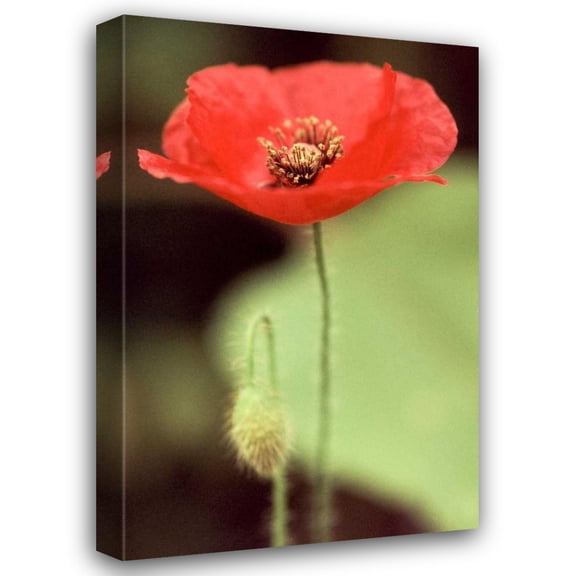 Bob Stefko 13x18 Gallery Wrapped Canvas Wall Art Titled - Red and Green II