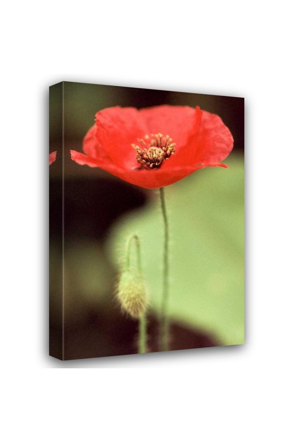 Bob Stefko 13x18 Gallery Wrapped Canvas Wall Art Titled - Red and Green II