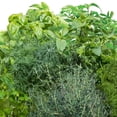 thumbnail image 5 of Kit de capsules de semences Fines herbes AeroGarden (6 capsules), 5 of 5