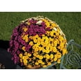 thumbnail image 5 of Better Homes & Gardens 1.5G Mum Hanging Basket Live Plant Full Sun, 5 of 5