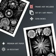 thumbnail image 4 of Set of 3 Sea Urchins Black and White Haeckel Vintage Illustrations Detailed Echinidea Starfish Study Unframed Wall Art Living Room Poster Prints Pack, 4 of 5