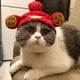thumbnail image 5 of Sombrero para mascota, lindo disfraz de perro osito de peluche, gorro de girasol para mascota, peluca, sombrero de gato para Halloween, 5 of 6