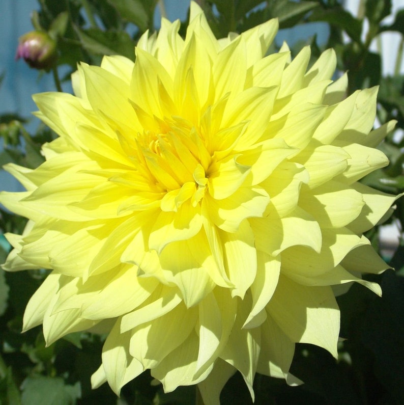 40 Seeds Mix Color Dahlia Seeds - Pollinator Friendly - - Heirloom Flower Seeds for Garden Blooms