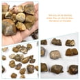 thumbnail image 3 of OULII 1 Pack Brachiopod Irregular Shape Simulation Model For Home Decoration, 3 of 7
