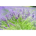 thumbnail image 4 of Eucalan Fine Fabric Wash 1gal-Lavender - 45452, 4 of 10