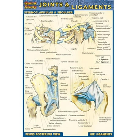 BarCharts- Inc. 9781572228207 Joints & Ligaments