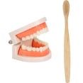 thumbnail image 2 of 1 Ensemble Modèle de Soin des Dents Modèle de Brossage des Dents Modèle Éducatif pour Enfants, 2 of 9