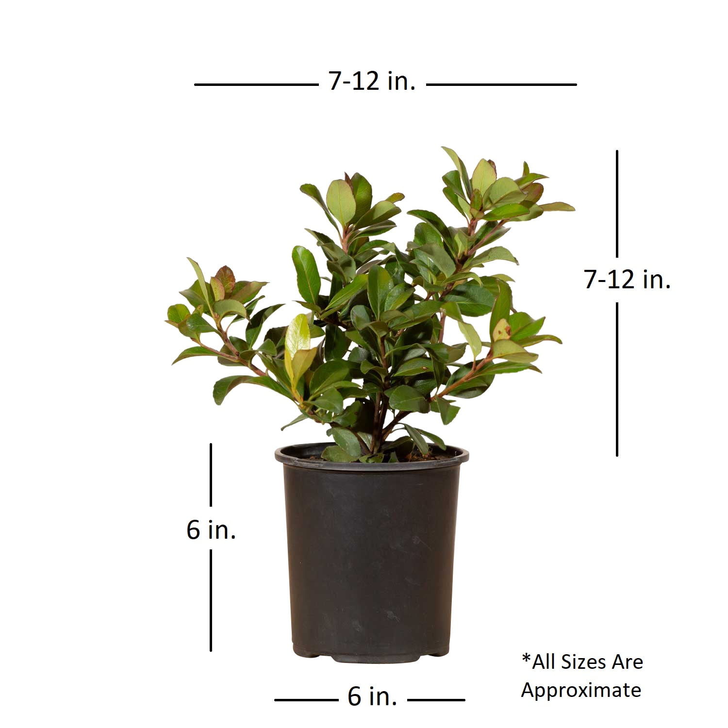 Expert Gardener Snow White Indian Hawthorn Live Evergreen Shrub, White Blooms, 2.5 qt, Full Sun Outdoor Plant