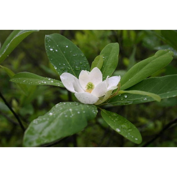 Sweet Bay Magnolia Tree Magnolia Virginiana 10 Live Plants Beautiful Ornamental Specimen