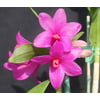 Dendrobium Orchid Hawaiian Starter Plant - Approx. 6 - 10 Inches Tall