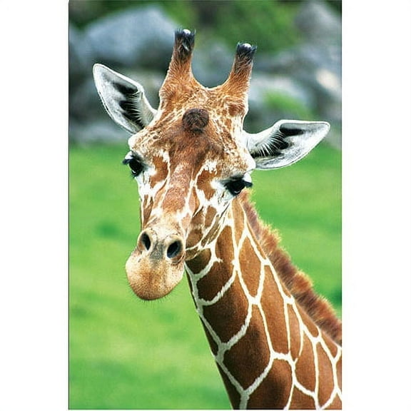 Trademark Fine Art "Giraffe Hello" Canvas Art by Patty Tuggle, 16" x 24"