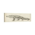 thumbnail image 4 of AatoeaX "Alligator Sketch" Canvas Print Modern Wall Art Canvas Poster – Aesthetic Print for Home, Office, or Apartment Decor ,11"x14"or14"x11",Unframe, 4 of 4