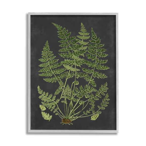 Stupell Industries Botanical Drawing Green Black Design Print Framed Art Print Wall Art, 11x14, By Lettered and Lined