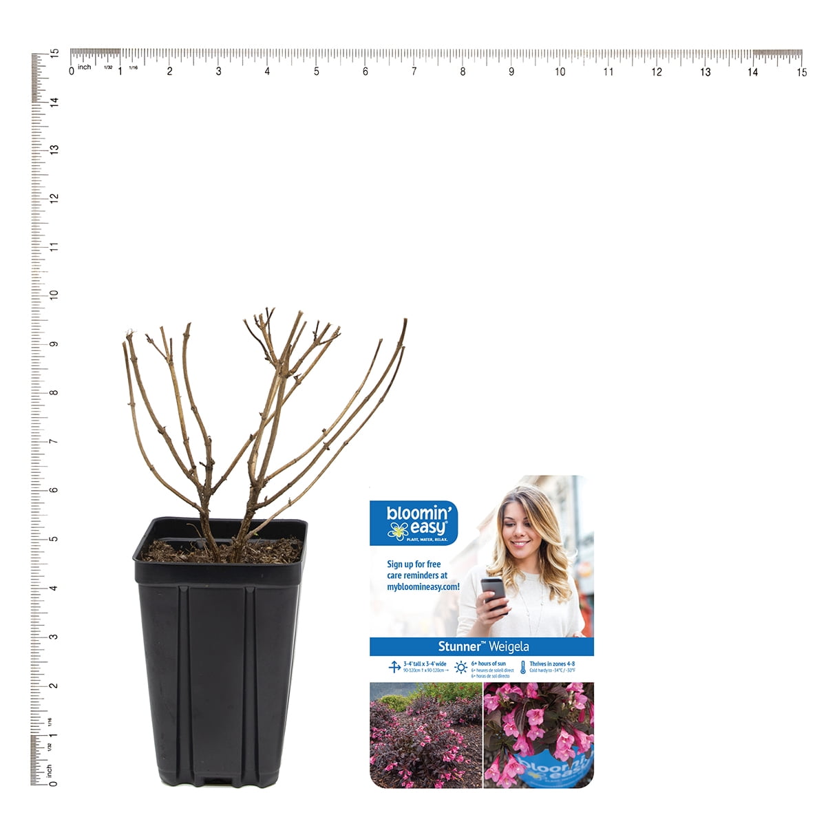 Van Zyverden Weigela Stunner™ 4" Potted Rocketliners® 1 Plant Pink Full Sun Pollinator 2 lb