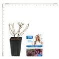 thumbnail image 4 of Van Zyverden Weigela Stunner™ 4" Potted Rocketliners® 1 Plant Pink Full Sun Pollinator 2 lb, 4 of 7