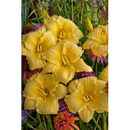 Going Bananas Daylily