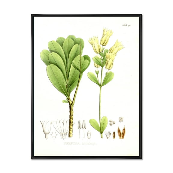 Designart 'Ancient Brazilian Plant III' Traditional Framed Canvas Wall Art Print