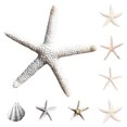 thumbnail image 2 of DVKOVI Mini Ocean Resin Animals Starfish Seashell Tiny Sea Models for Miniatures DIY Fish Tank Micro Landscaping E One Size, 2 of 5