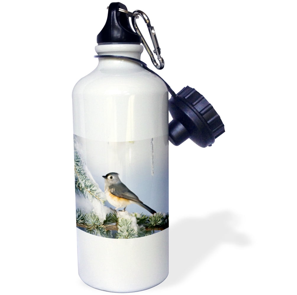 3dRose Tufted Titmouse in Blue Atlas Cedar in winter, Marion, Illinois, USA., Sports Water Bottle, 21oz by Supplier Generic