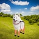 thumbnail image 5 of Botas antideslizantes para perros de Dirt Dog para senderismo - protectores protectores para aventuras al aire libre con agarre de tracción, 5 of 5