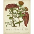 thumbnail image 2 of Twining, Elizabeth 20x24 White Modern Wood Framed Museum Art Print Titled - Twining Botanicals II, 2 of 4