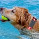 thumbnail image 4 of Funda de silicona Funda impermeable Funda Shell Soporte para collar de perro para Galaxy SmartTag2, 4 of 6