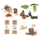 thumbnail image 1 of Juguetes educativos sobre el ciclo de vida, material didáctico preescolar, ciencias de la vida para jardín de infancia Estilo C, 1 of 9