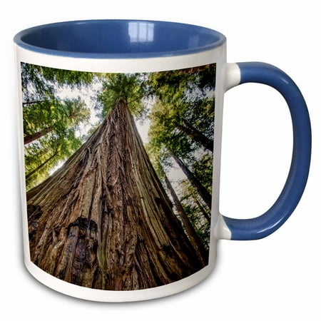 - 3dRose Roosevelt Grove, Humboldt Redwoods State Park, California - Two Tone Blue Mug, 11-ounce