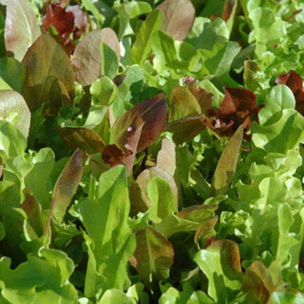 Lettuce Seeds Harris’ Blend Untreated NonGMO Variety Lettuce Seeds