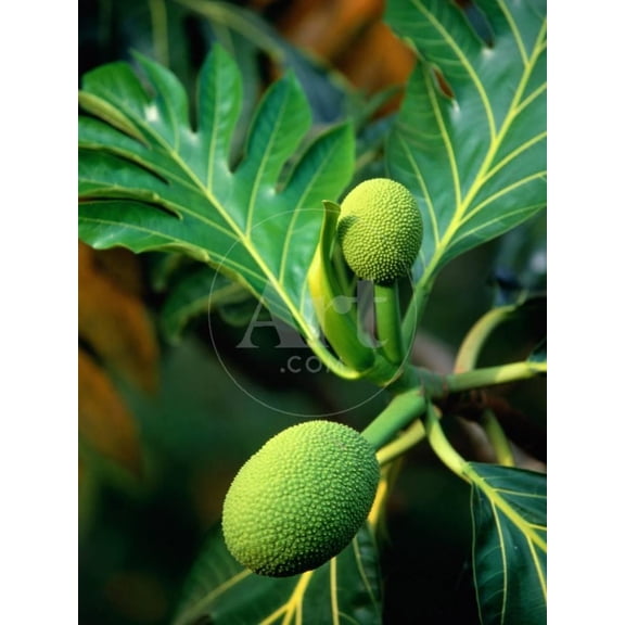 Breadfruit tree on Jamaica, Botanical Scenic Unframed Photographic Print Wall Art by Rainer Hackenberg Sold by ArtCom