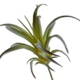 thumbnail image 3 of Mainstays Artificial Air Plant Pick 4.75 inch x 7 inch Green, 3 of 5